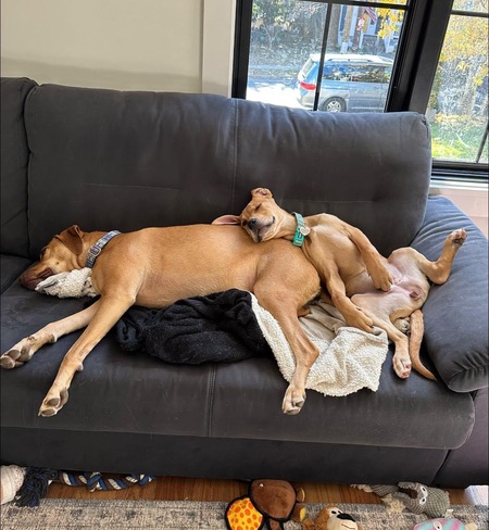 Roxy and Alohi