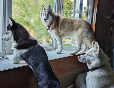 Apple, Arya and Nandor
