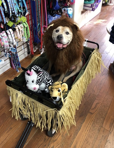 Jerome, King of the Savannah