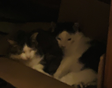Moses and Gertie best friends for life