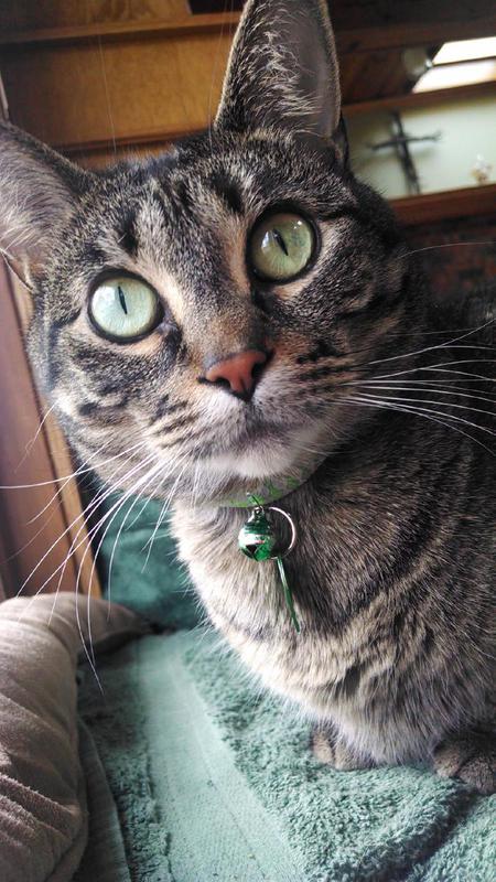 Tabitha