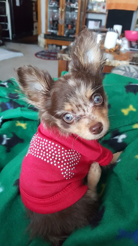 Harley
