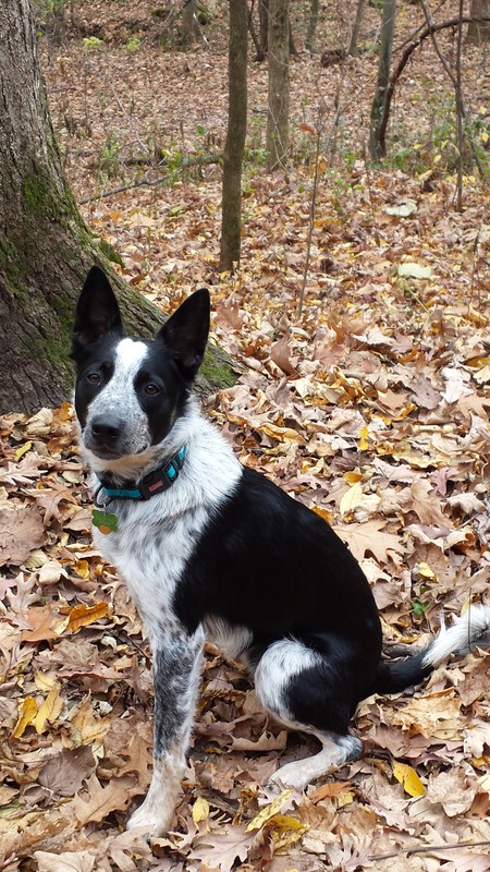 Spot