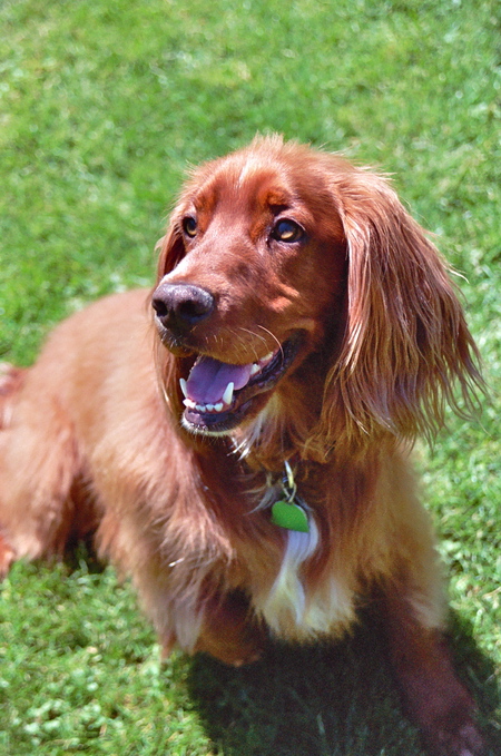 Rufus