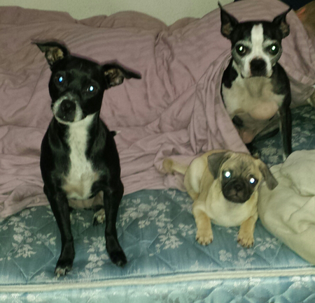 Josey, Eevee, and Axel