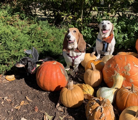 Penny, Daisy and Lily