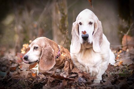 ginger and flash