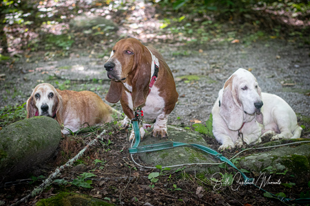 ginger, tank and flash