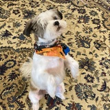 Entry image for Toby
