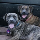 Entry image for Nona & Roxy