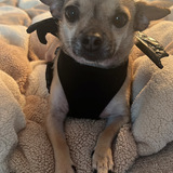 Entry image for Phoebe 