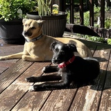 Entry image for Zoey & Rex