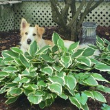 Entry image for Maggie 