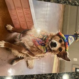 Entry image for Cookie