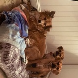 Entry image for Cookie with her nephew Apollo and niece Hazel
