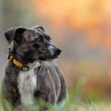 Entry image for Gracie