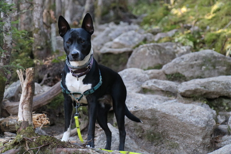 Entry image for Sadie. Clicking this image will show a larger photo