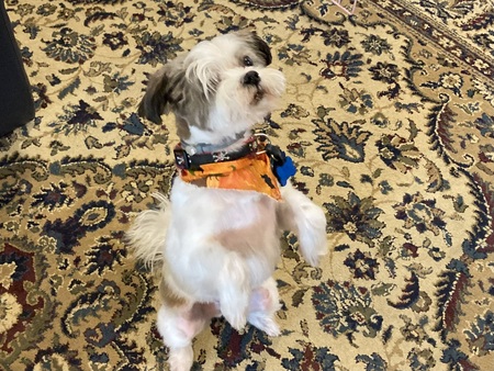 Entry image for Toby. Clicking this image will show a larger photo