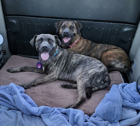 Entry image for Nona & Roxy. Clicking this image will show a larger photo