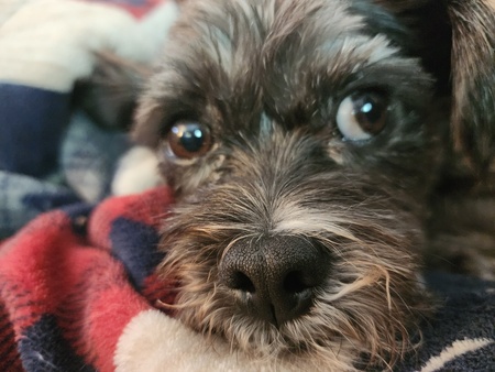 Entry image for Lucky. Clicking this image will show a larger photo