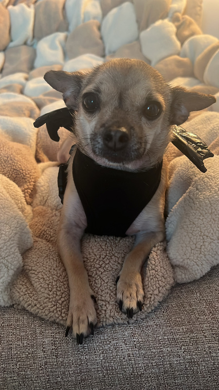 Entry image for Phoebe . Clicking this image will show a larger photo