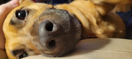 Entry image for Agnes. Clicking this image will show a larger photo