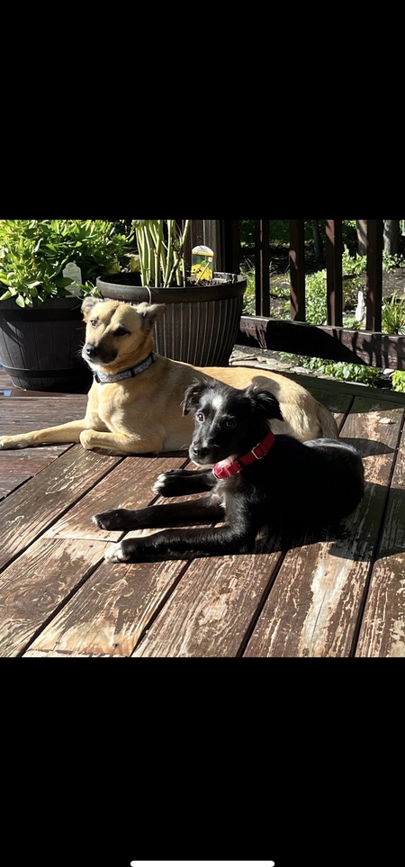 Entry image for Zoey & Rex. Clicking this image will show a larger photo