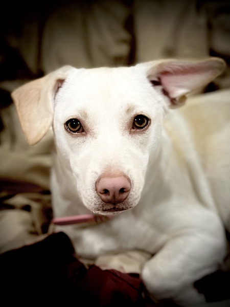 Entry image for Winnie Sue. Clicking this image will show a larger photo