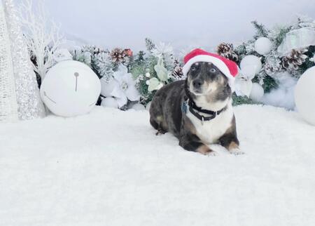 Entry image for Ziggy. Clicking this image will show a larger photo