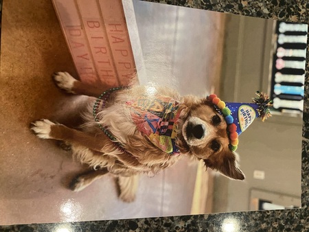 Entry image for Cookie. Clicking this image will show a larger photo