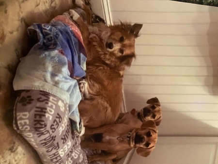 Entry image for Cookie with her nephew Apollo and niece Hazel. Clicking this image will show a larger photo