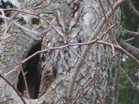 Eastern Screech Owl