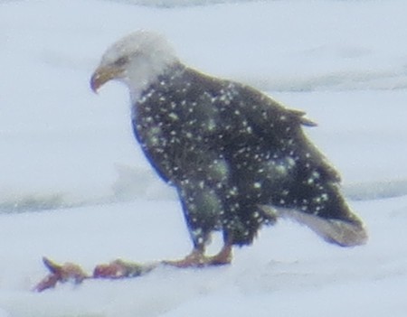 Bald Eagle I