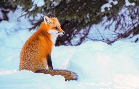 Red Fox