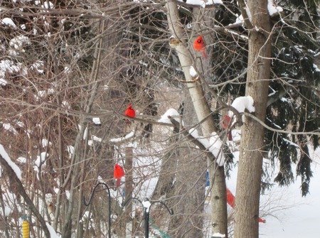 Entry image for Cardinals. Clicking this image will show a larger photo