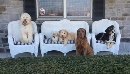 Ricco, Gilligan, Yogi, Wrigley and Rookie 