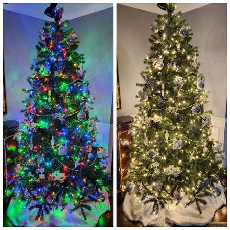 One tree -two looks!