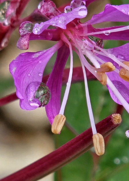 Fireweed Raindrop