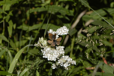 Coppers on yarrow