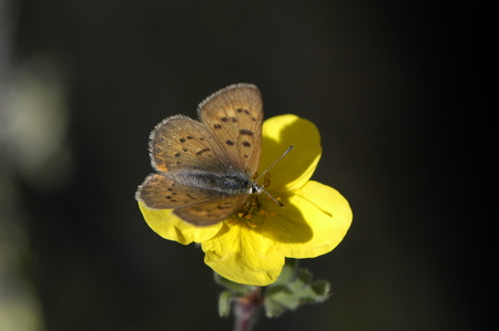 Copper butterfly visiting cinquefoil flower