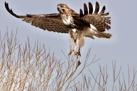 Red-tailed hawk takes flight