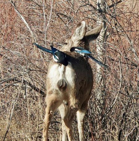 Magpies removing  pests from deer 