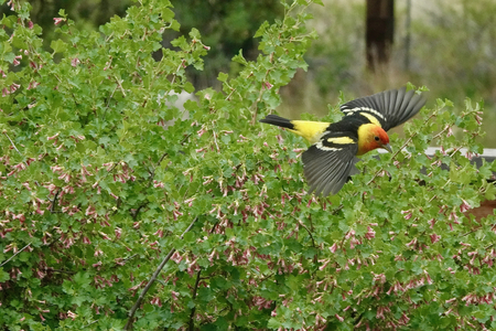 Western  Tanager searches for food!