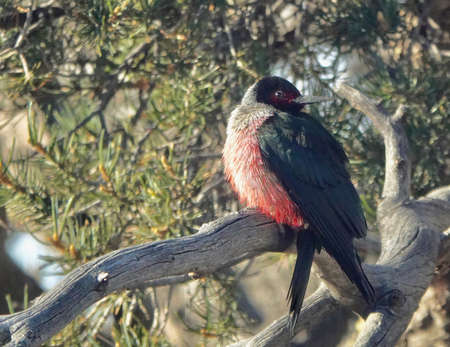 Lewis Woodpecker at rest