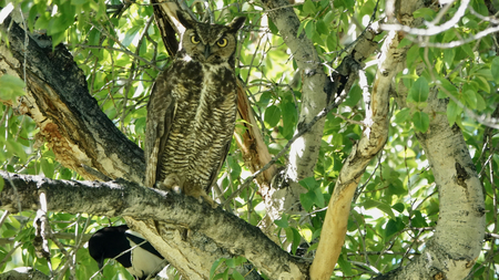 A squawking Magpie  sometimes make it easy to find a Great  horned owl