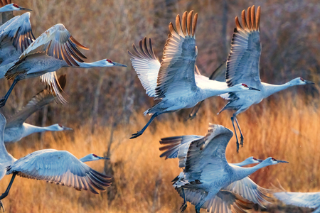 Sandhill Sunrise