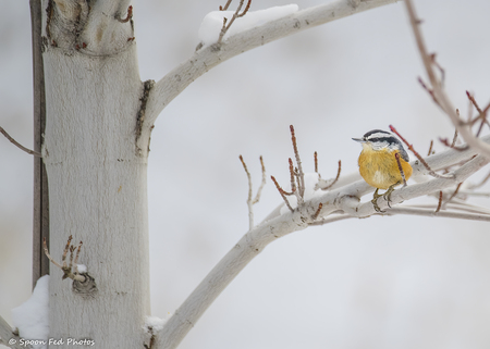 Red Breasted Nuthatch - Winter