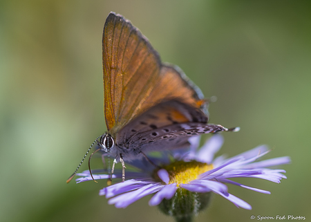 Western Tailed Copper on Smooth Blue Aster