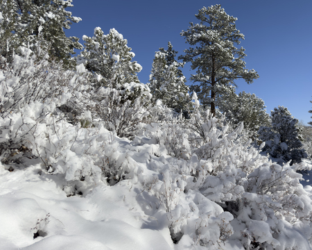 Morning Light on Fresh Snow