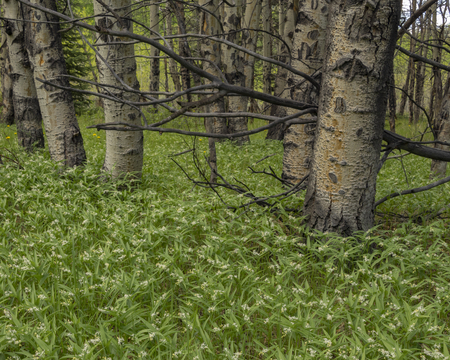 Spring Flowers Amongst the Aspen